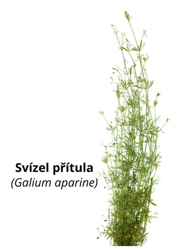 Svízel přítula